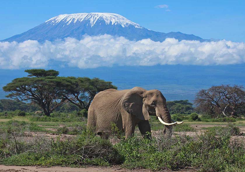 Selous Day Trip Safari