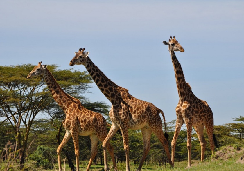 Shira Route - 6 Days Kilimanjaro Climbing