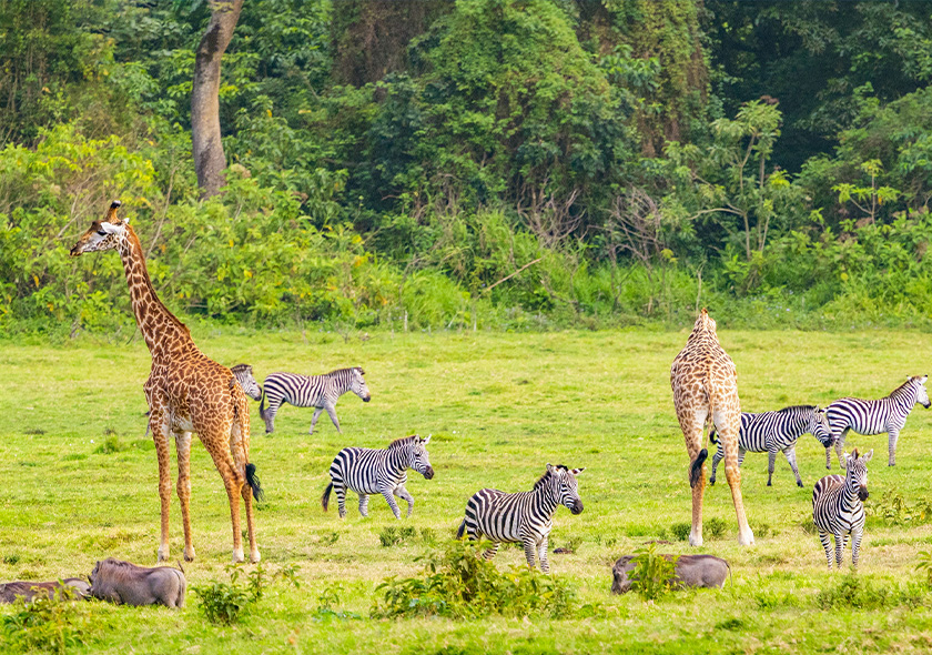 Day 7-8: Southern Serengeti (Dec-March)