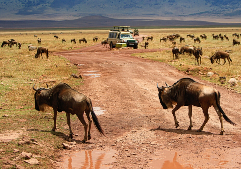 Day 7: Ngorongoro Crater