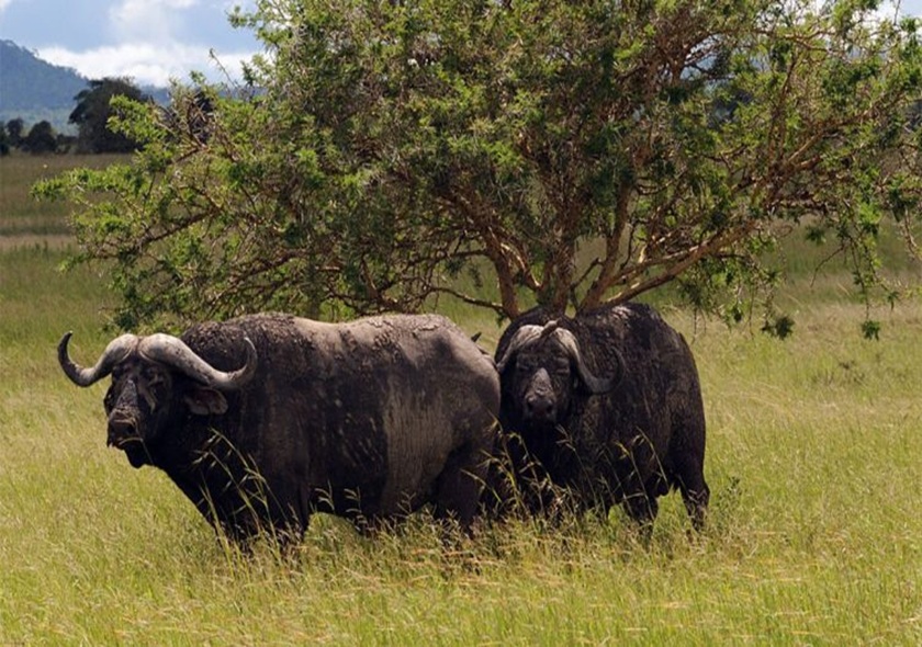 Day 3-4: Ngorongoro Crater