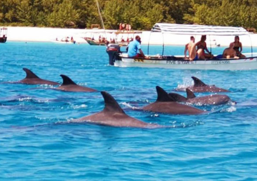 Matemwe Dolphin & Snorkeling Tour